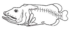 Rondeletia loricata_claves.jpg
